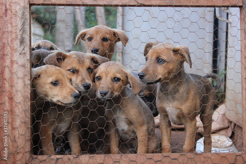 puppies