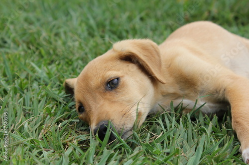 dog in the grass