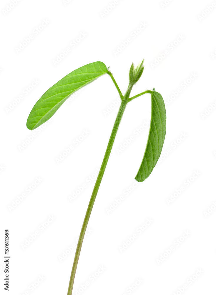 Soybean seedling Soybean seedling