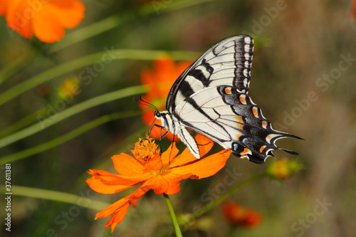 The Eastern Tiger Swallowtail Butterfly