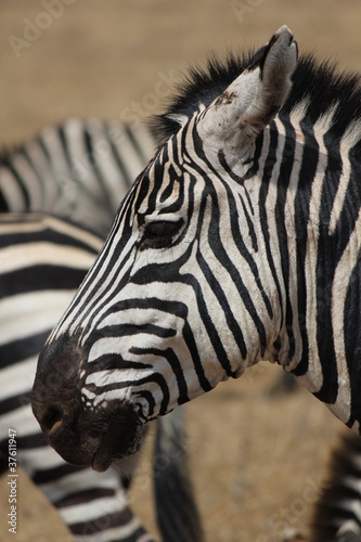 zebra head side
