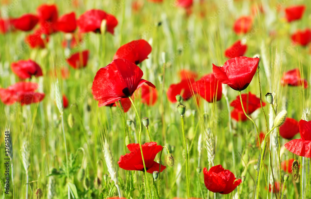 Obraz premium red Poppys