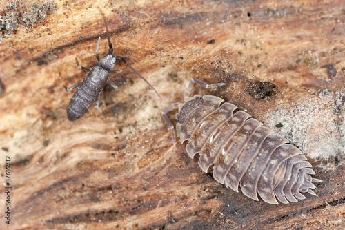 Woodlouse and springtail  extreme close-up