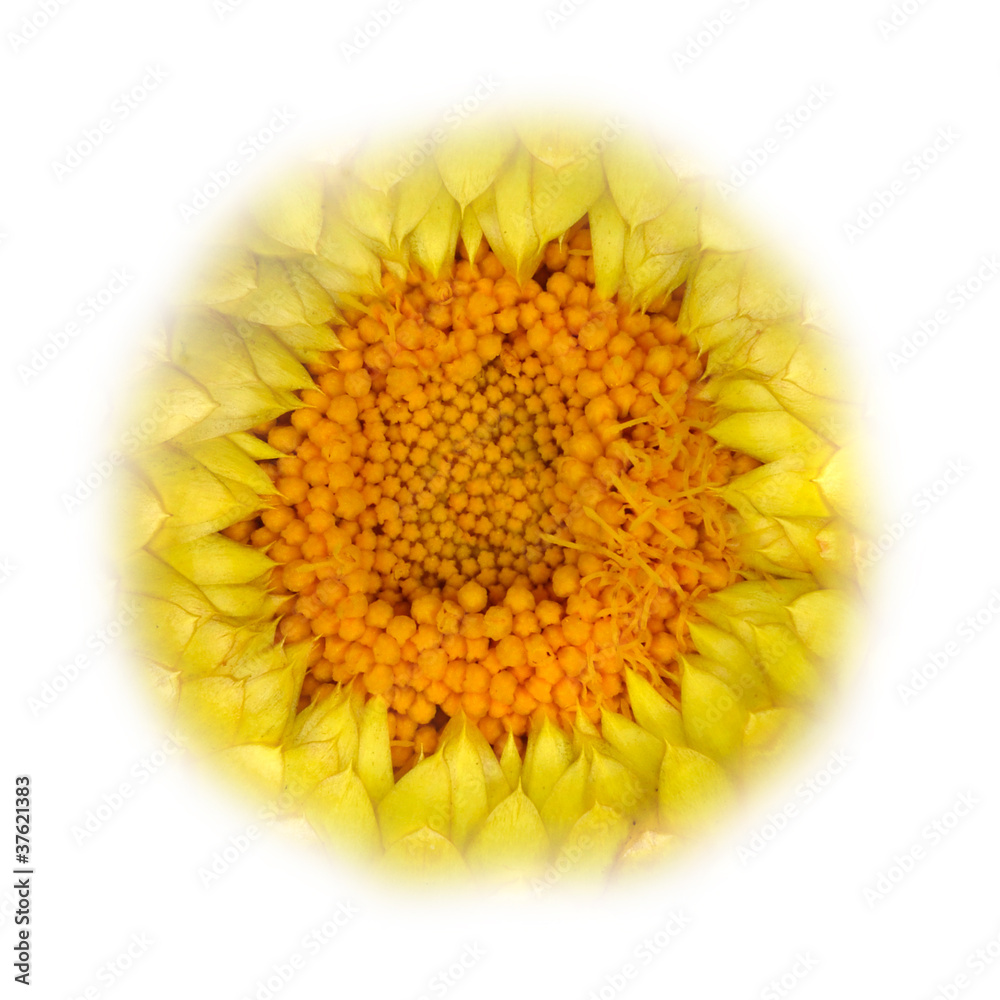 Yellow Strawflower Fading into White Yellow Strawflower Fading into White