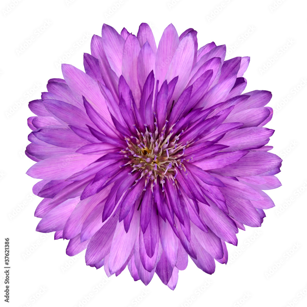 Cornflower like Pink Purple Flower Isolated