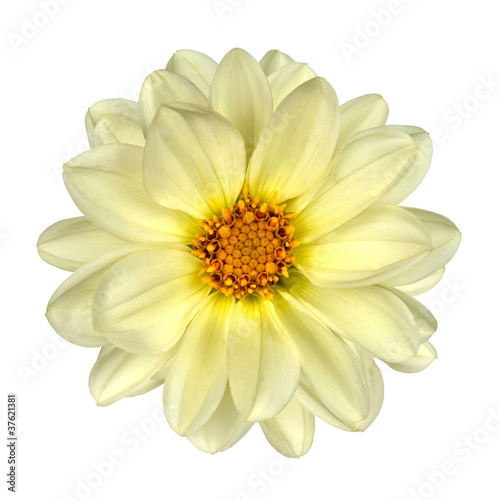 White Dahlia Flower Yellow Center Isolated