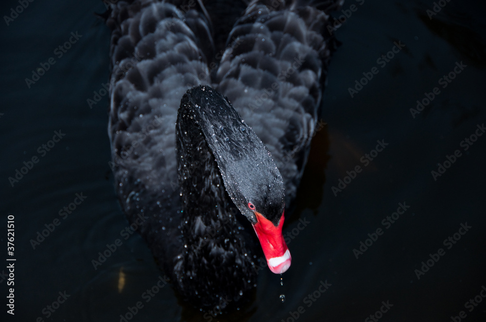 Fototapeta premium Black Swan with a red touch