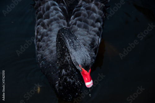 Black Swan with a red touch