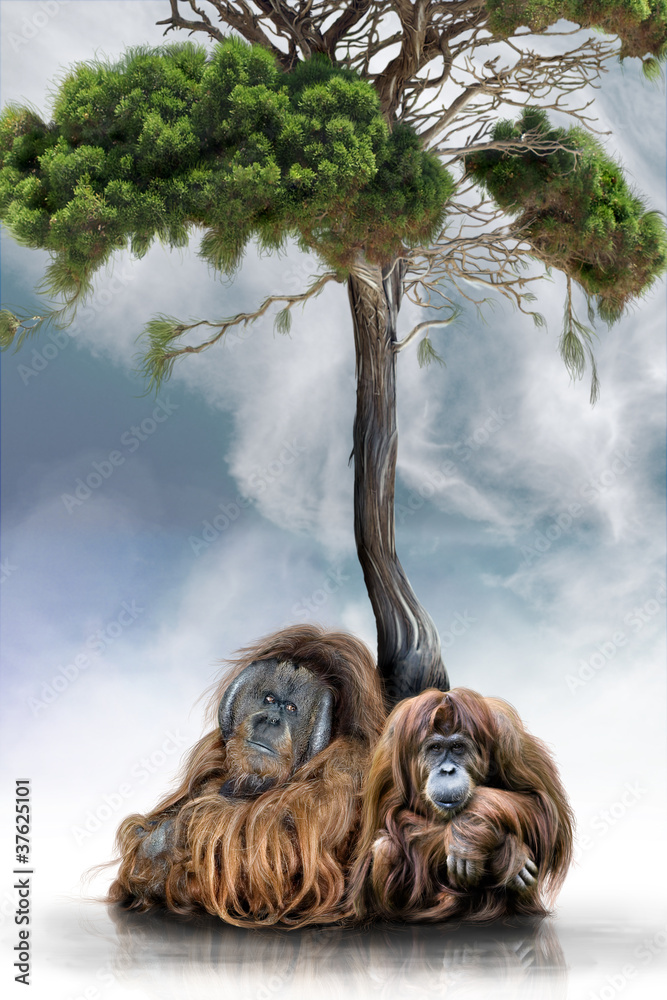 Fototapeta premium Urang-Utan-Paar Unterm Baum