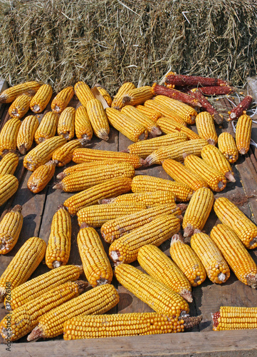 bunch of yellow corn after harvest of the farmer