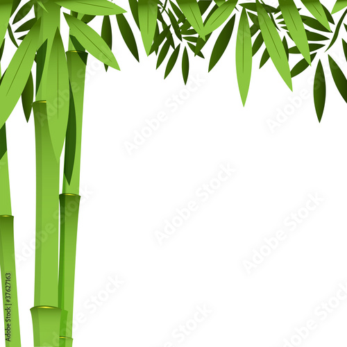 bamboo