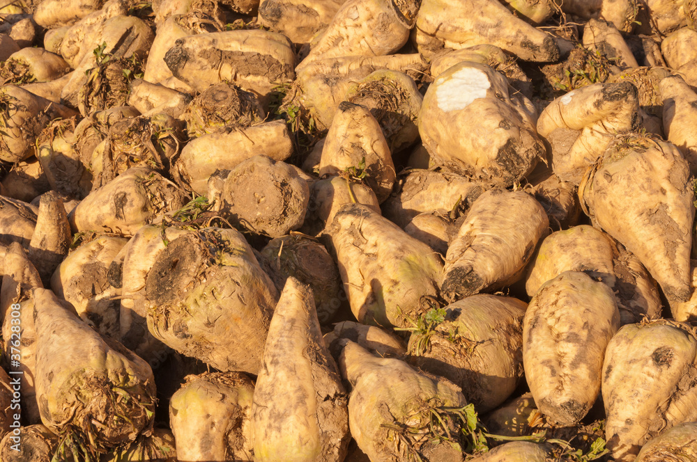 Detail of sugar beets in a pile Detail of sugar beets in a pile