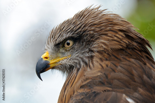 Golden eagle © pb_pictures