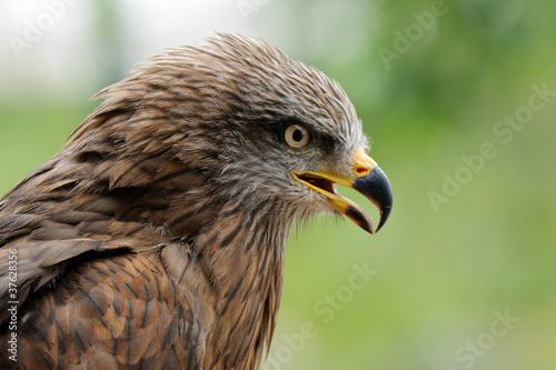 Golden eagle © pb_pictures