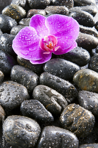 Beautiful purple orchid, rocks and water droplets.