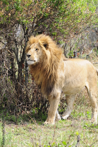 Leo walks in Masai Mara National Reserve  Kenya