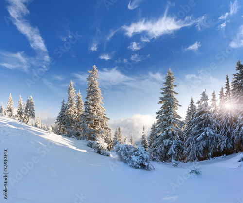Beautiful winter landscape with snow covered trees © Andrew Mayovskyy