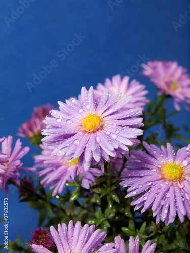 Aster flowers