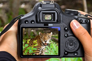 DSLR  camera in hand shooting jaguar in wildlife (my photo)
