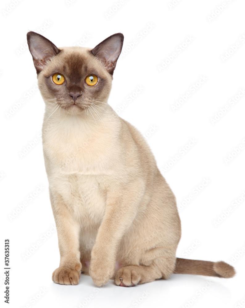 Burmese cat portrait