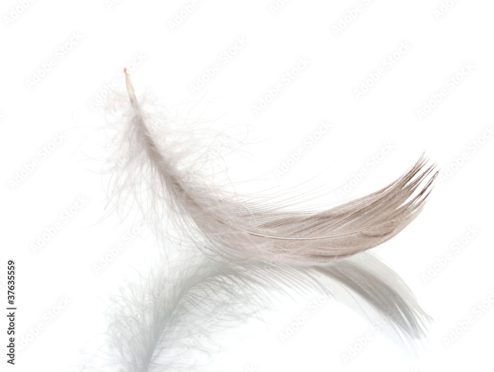 Single fluffy feather isolated on white Single fluffy feather isolated on white