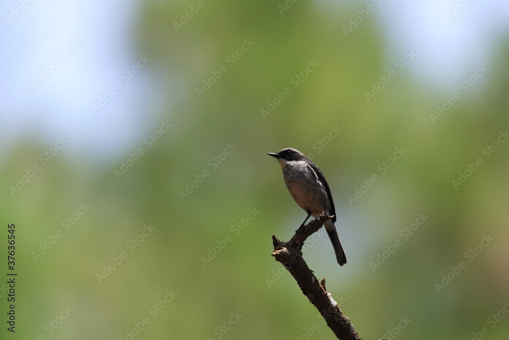 Naklejka premium ヤマザキヒタヒ