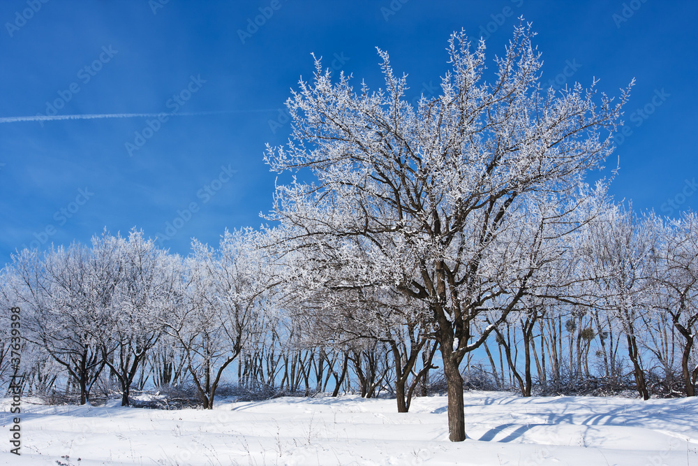 Fototapeta premium winter landscape with trees covered by hoarfrost