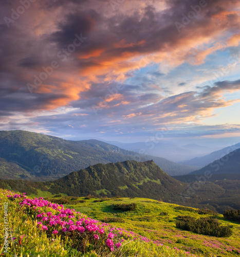 Spring landscape with the cloudy sky and Flower