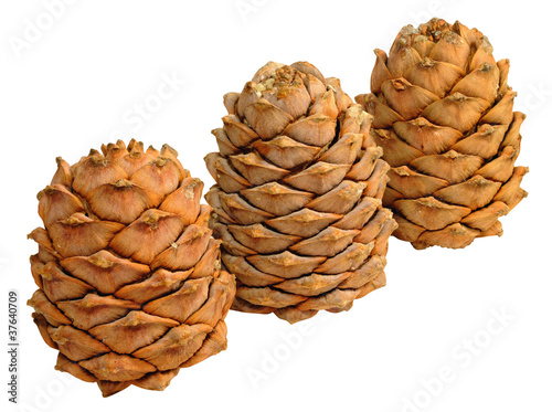 Three Siberian pine cones © zhaubasar