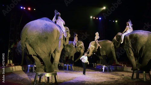 circo, il girotondo degli elefanti photo