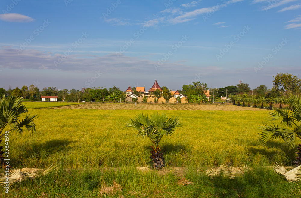 Home overlooking the Rice paddies in Thailand.