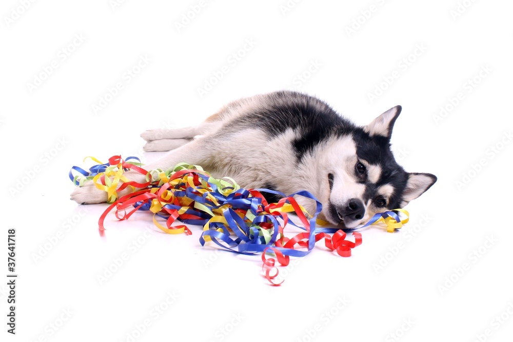 Fototapeta premium Hund Husky freut sich über bunte Bänder