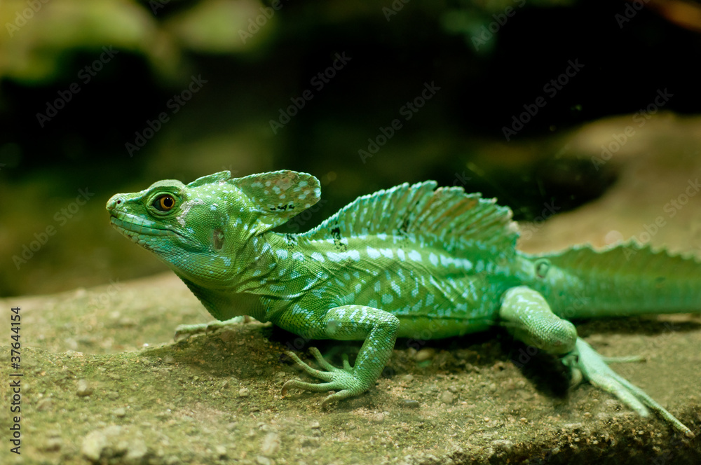 Naklejka premium Green Basilisk