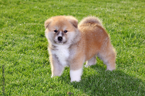Fototapeta Naklejka Na Ścianę i Meble -  Pets, akita inu puppy dog