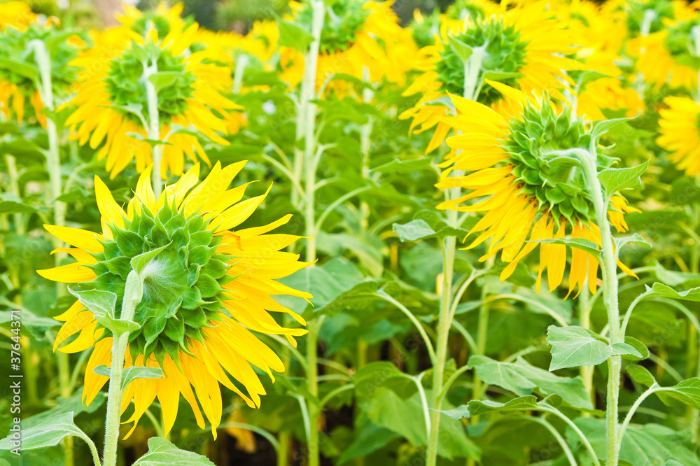 Back view of a beautiful sunflower in thr garden Back view of a beautiful sunflower in thr garden