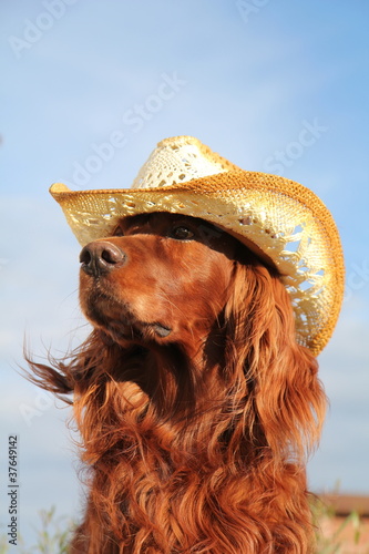 Собака породы Ирландский сеттер в ковбойской шляпе Photos | Adobe Stock