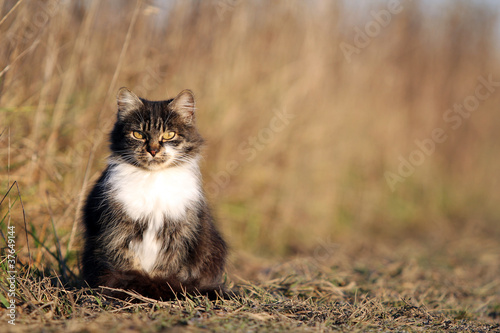 Серая кошка в осеннем поле photo