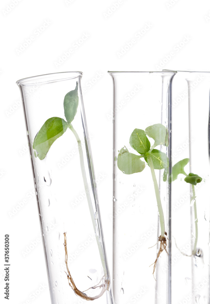 Plant research Plant research