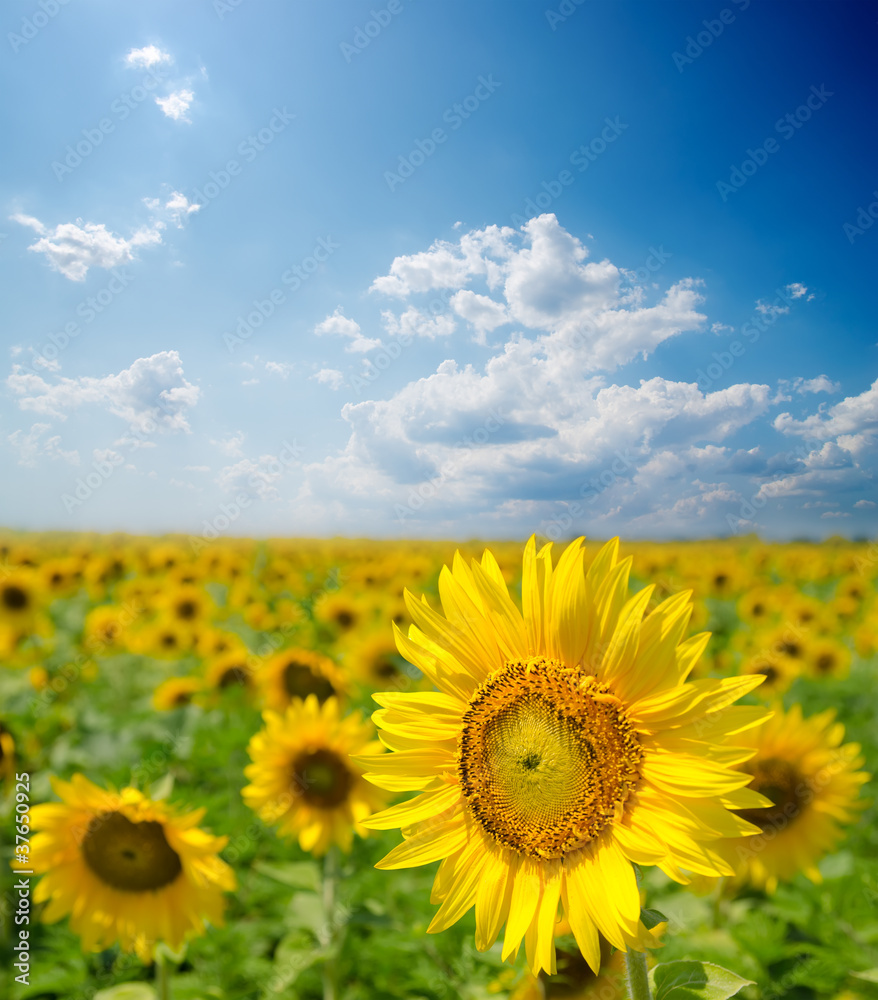 sunflower field under cloudy sky sunflower field under cloudy sky