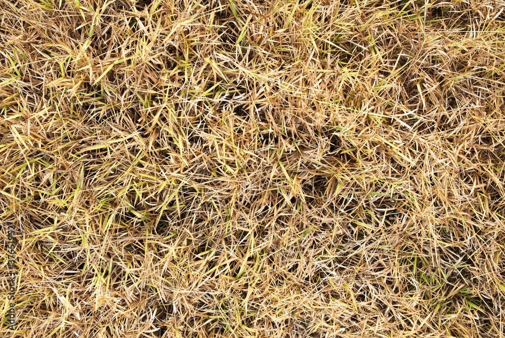 Summer grass Summer grass