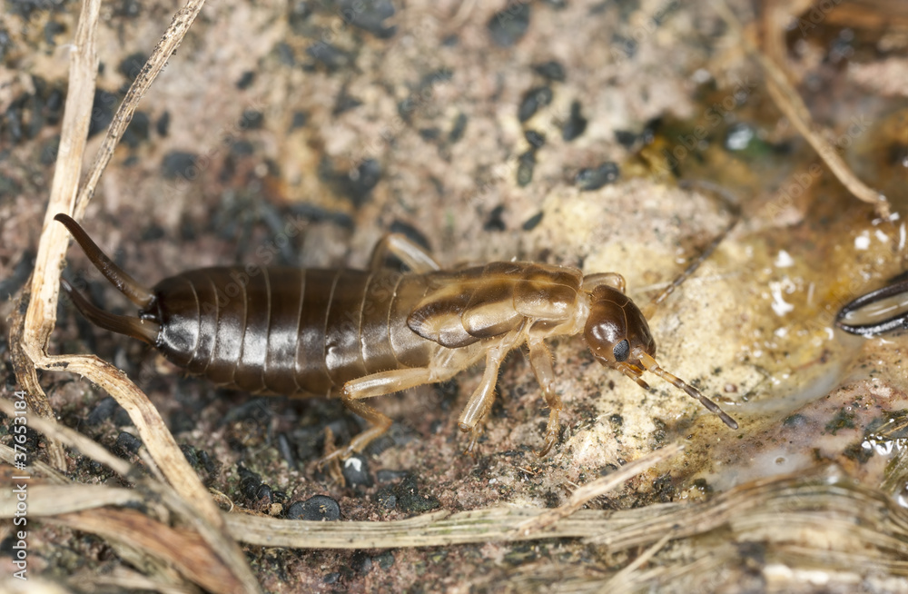 Earwig on ground, extreme close-up with high magnification Earwig on ground, extreme close-up with high magnification