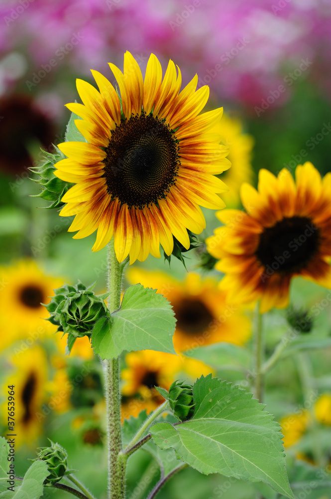 Obraz premium Sunflower
