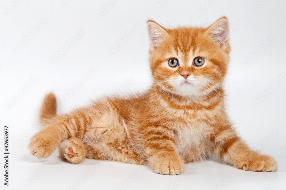 Obraz premium Kot brytyjski na białym tle