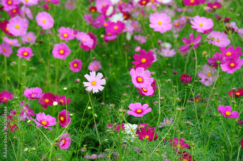 Cosmos Field Cosmos Field