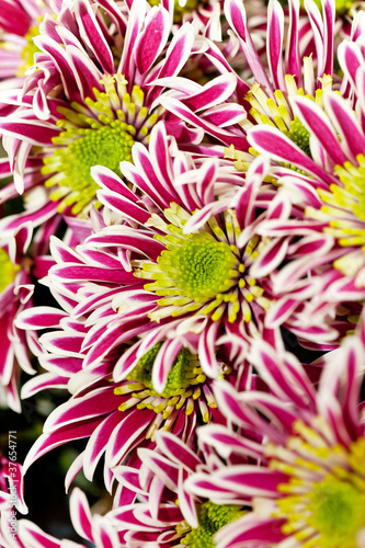 Chrysanthemum Flowers