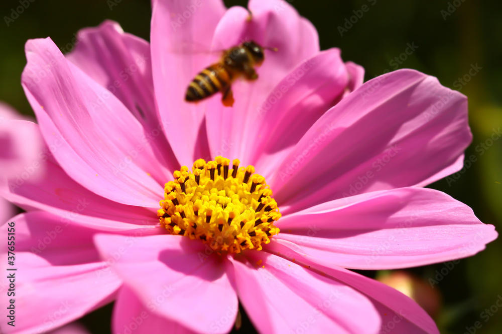 Bee is working on petal of cosmos flower Bee is working on petal of cosmos flower