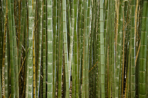 Fototapeta Naklejka Na Ścianę i Meble -  Stems of a bamboo forest