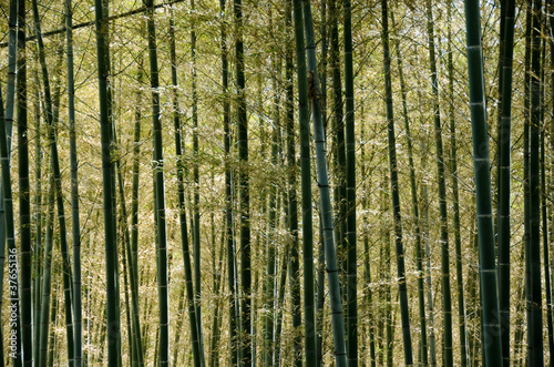 Bamboo forest