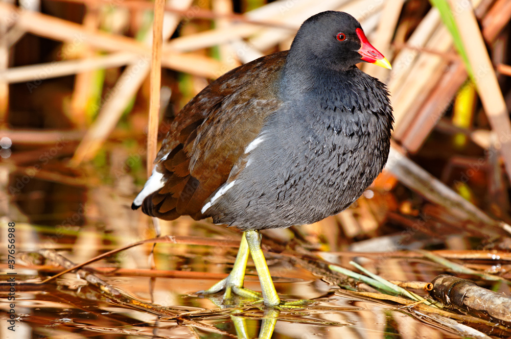 Foto Stock Gallinella Adobe Stock