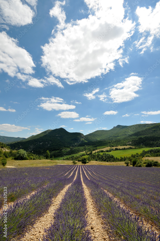 Fototapeta premium Provence - champ de lavande